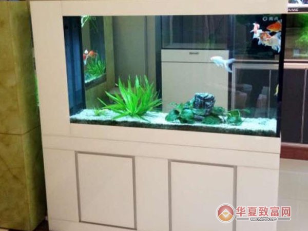 亮点水族加盟